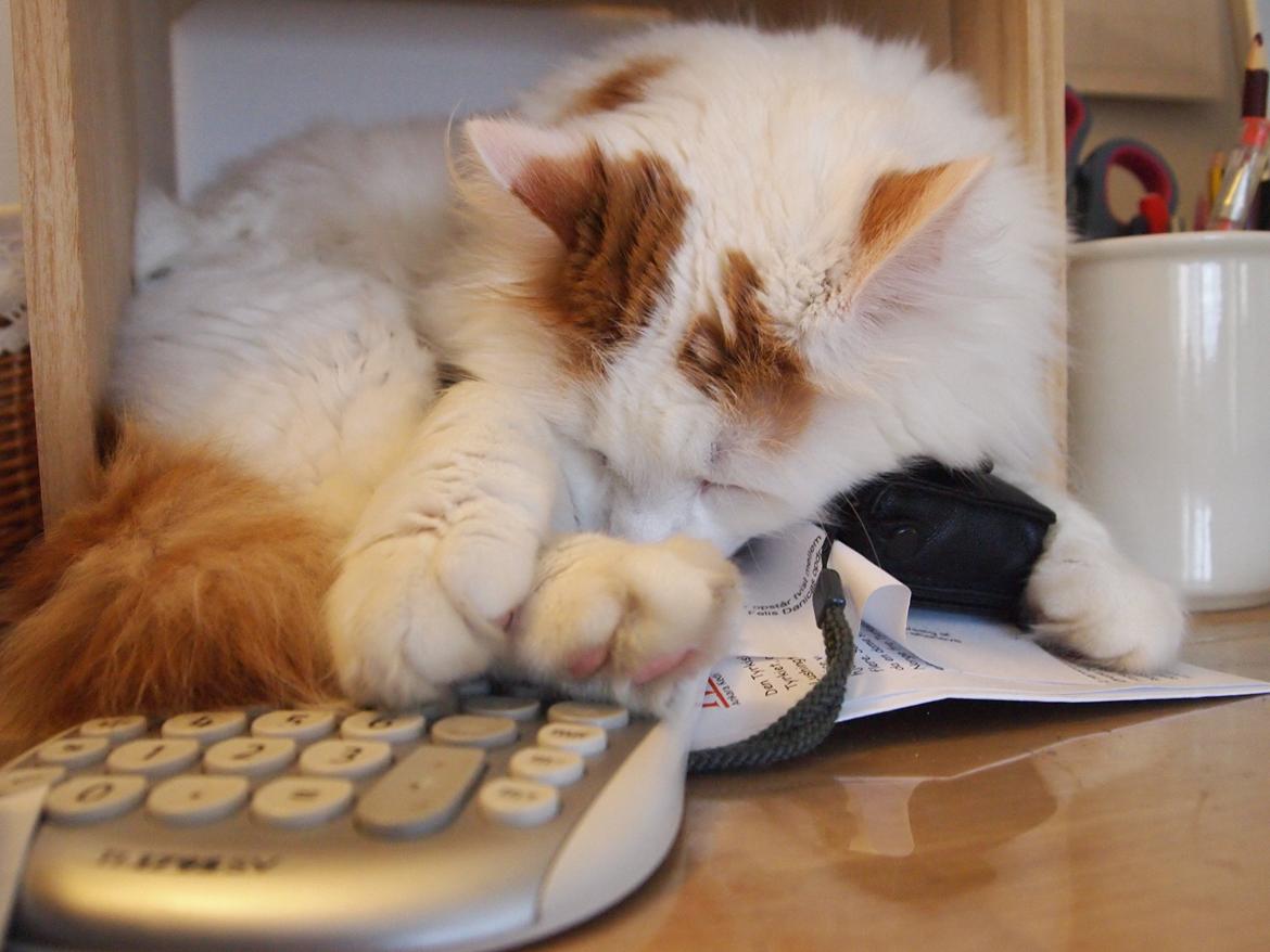 Tyrkisk Van DK SP Silkyvans Hancock - Man kan blive så træt, når man skal hjælpe med budgettet. billede 8