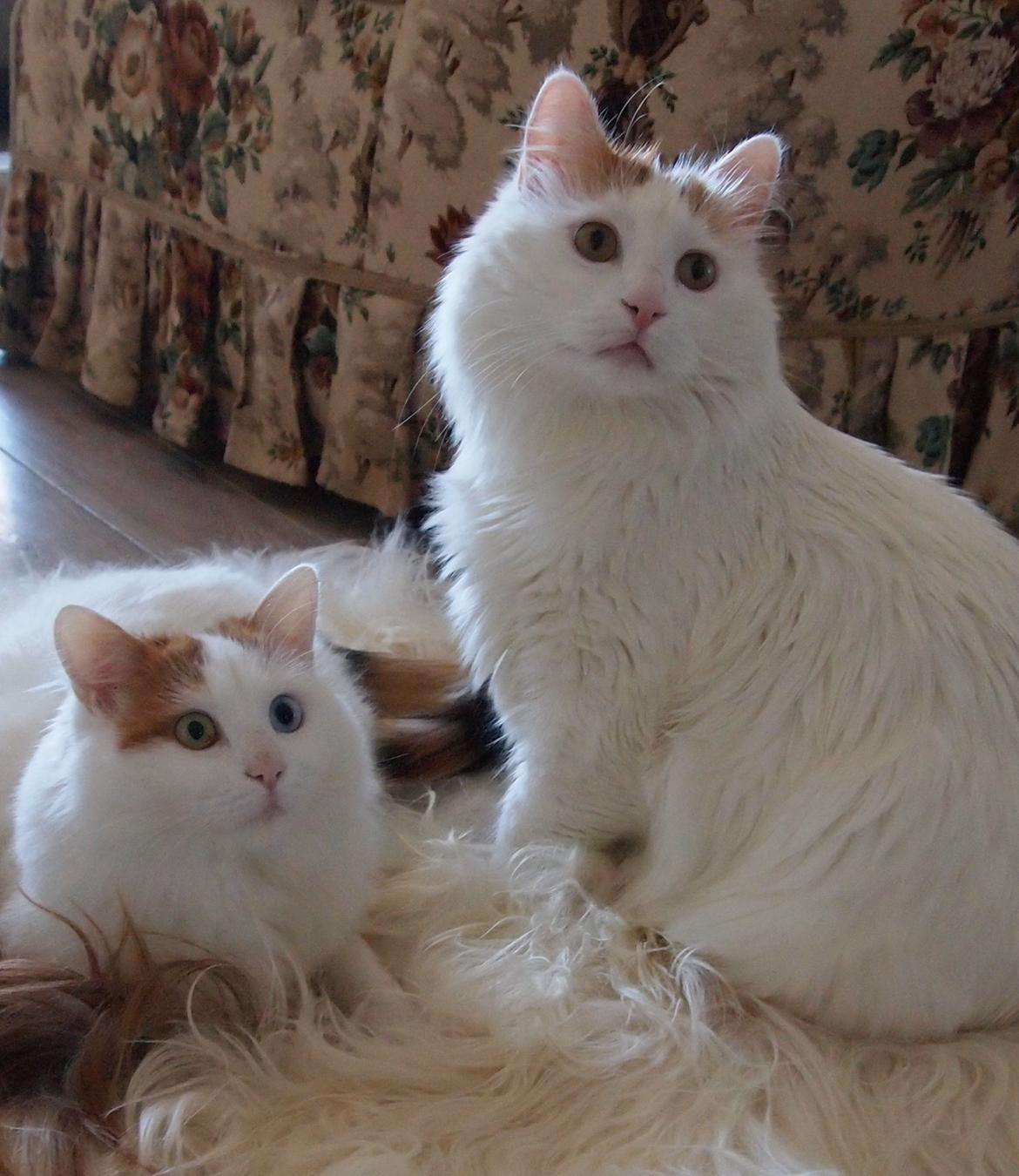 Tyrkisk Van DK SP Silkyvans Hancock - Hugo og Rita billede 9