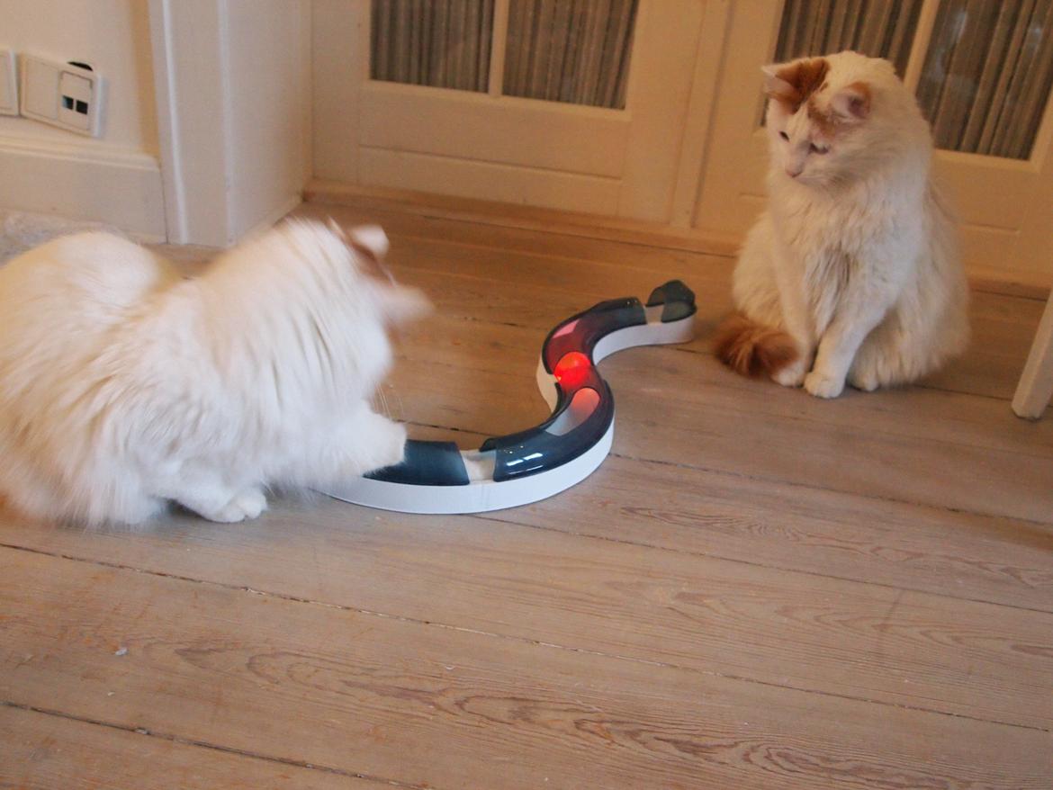 Tyrkisk Van DK SP Silkyvans Hancock - Leger med Rita billede 10