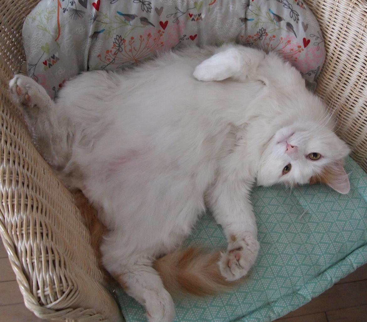 Tyrkisk Van DK SP Silkyvans Hancock billede 1