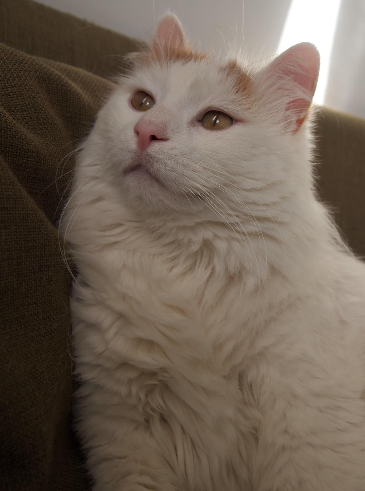 Tyrkisk Van DK SP Silkyvans Hancock - Smækker Lækker billede 7