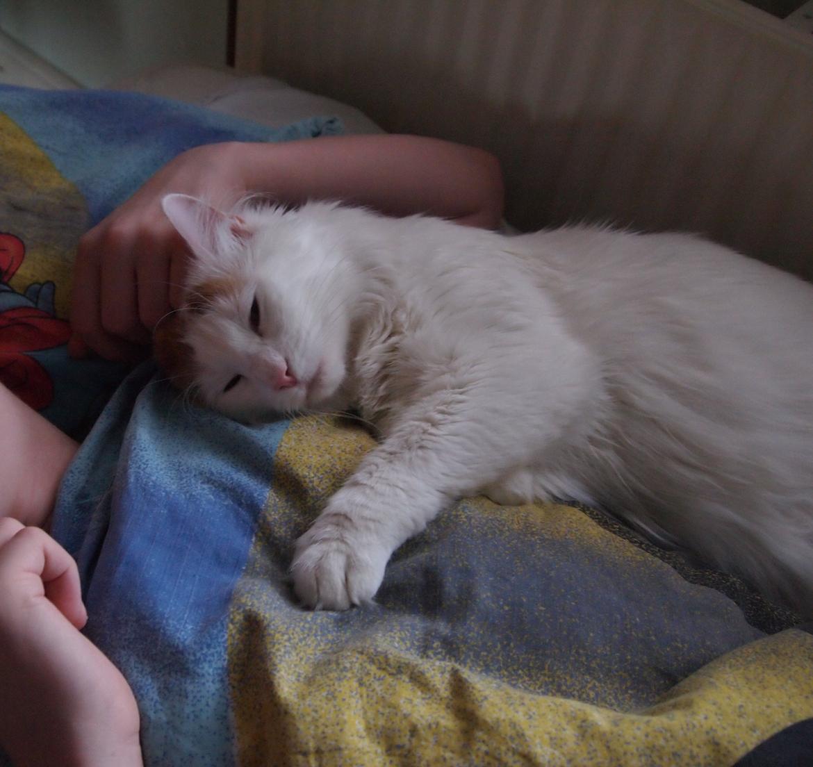 Tyrkisk Van DK SP Silkyvans Hancock - Elsker at putte med sønnen billede 11