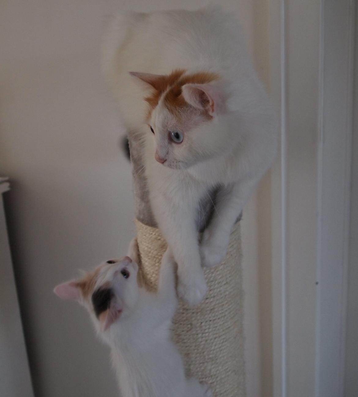 Tyrkisk Van DK CatZahle'z Molly Shamrock - Molly og mor Rita billede 4