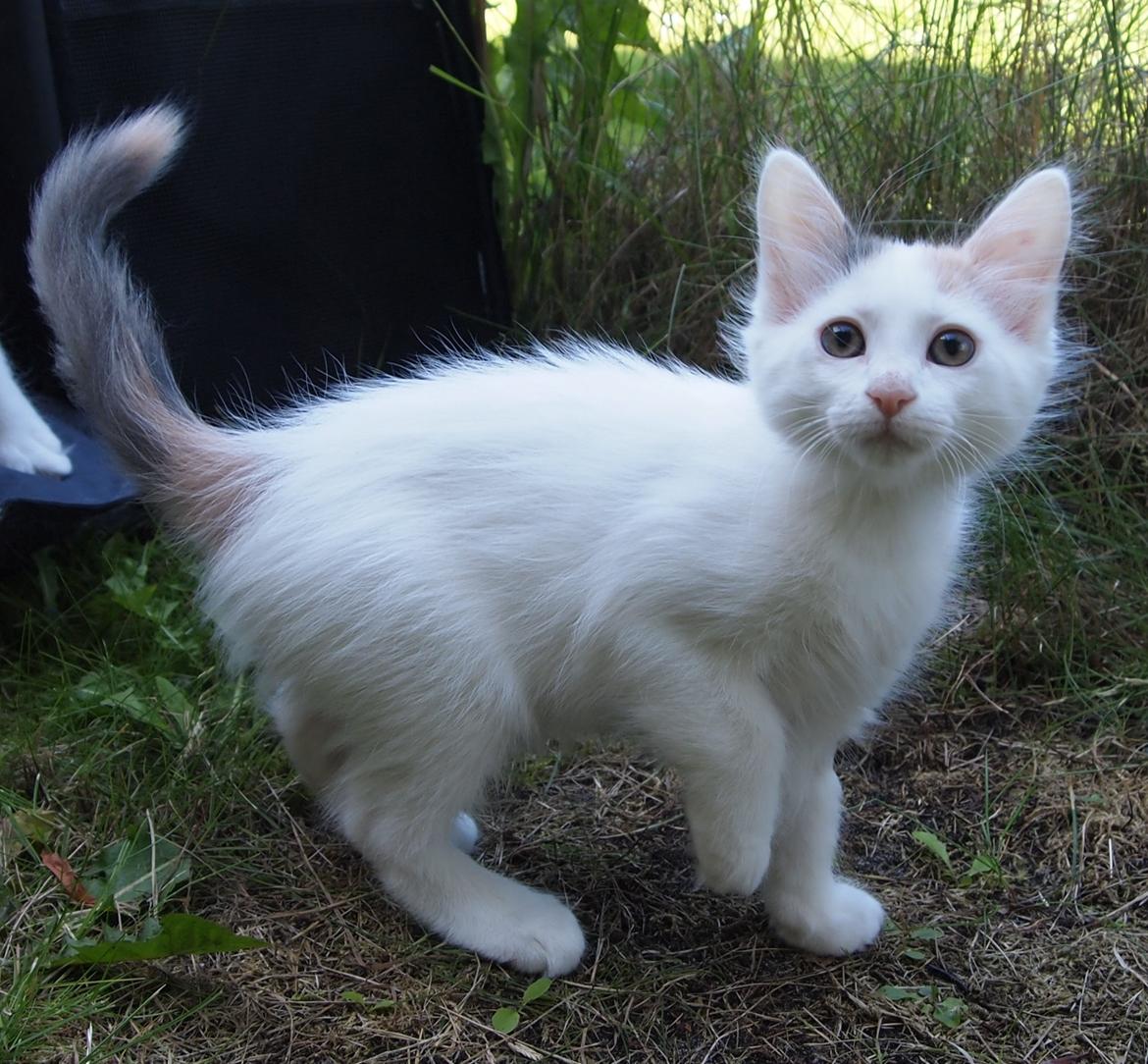 Tyrkisk Van DK CatZahle'z Molly Shamrock billede 6