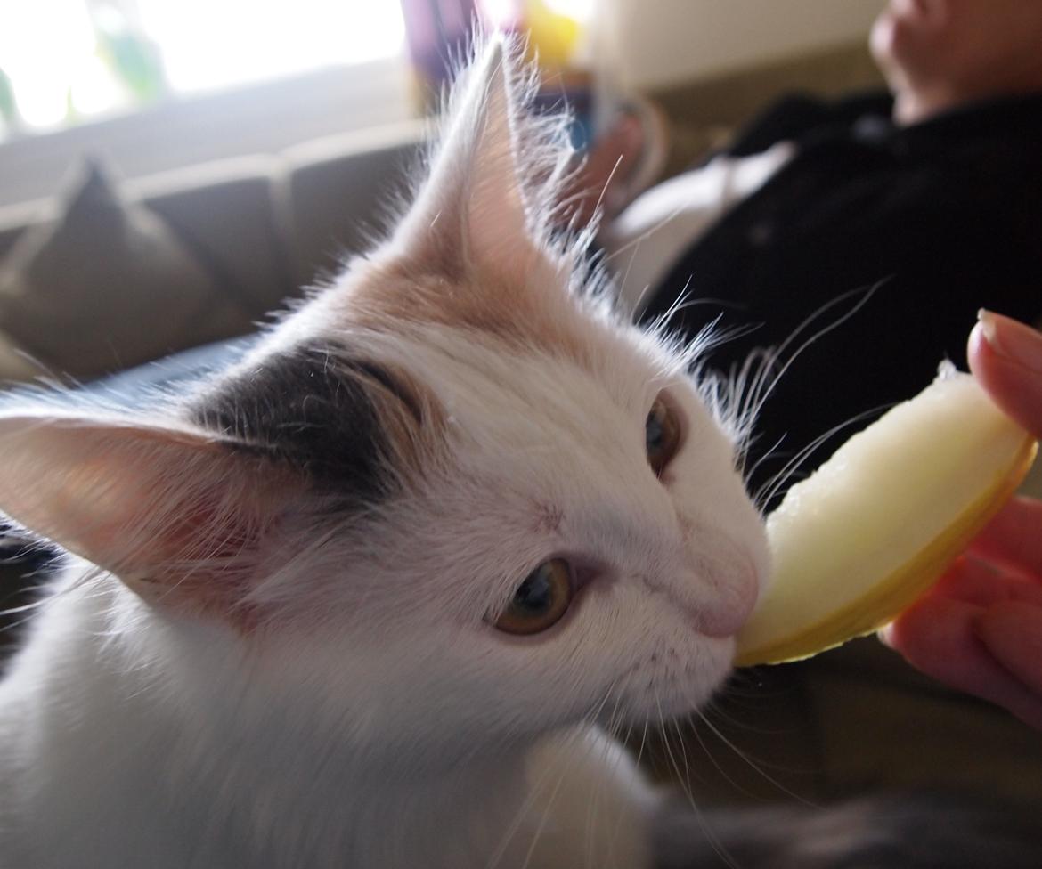 Tyrkisk Van DK CatZahle'z Molly Shamrock - Elsker Melon billede 16