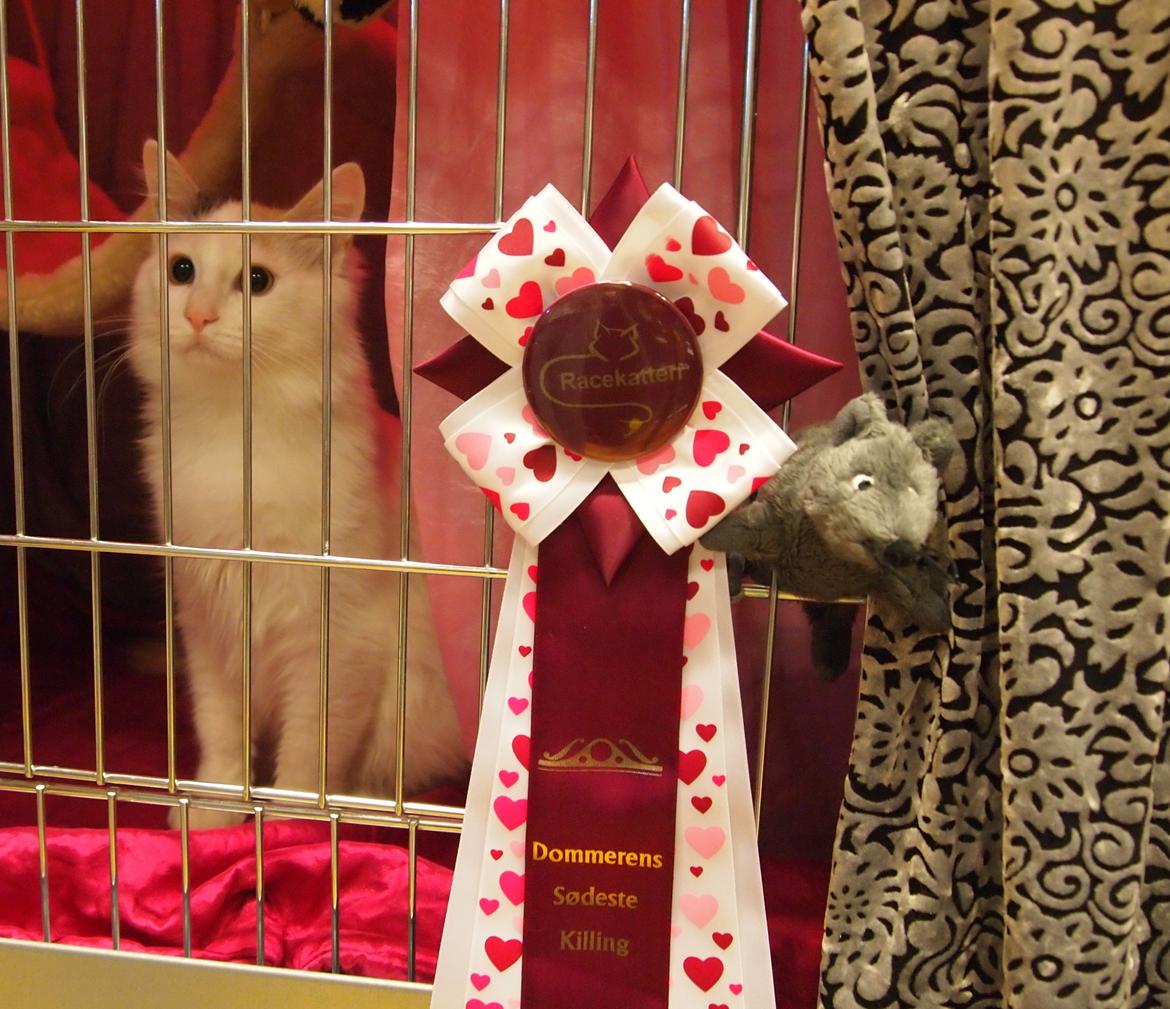 Tyrkisk Van DK CatZahle'z Molly Shamrock - Dommerens sødeste killing billede 20