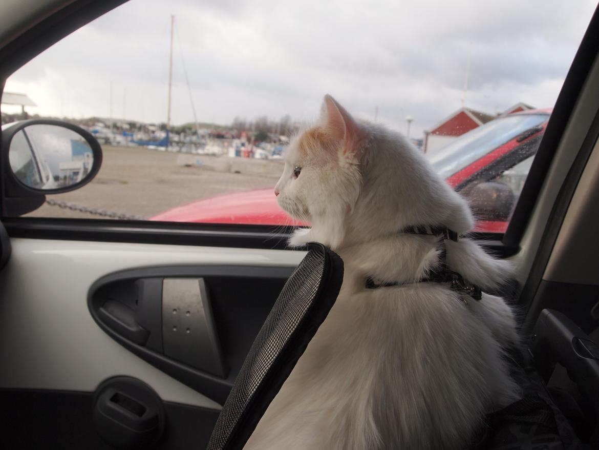 Tyrkisk Van DK CatZahle'z Molly Shamrock - Så kører vi billede 24