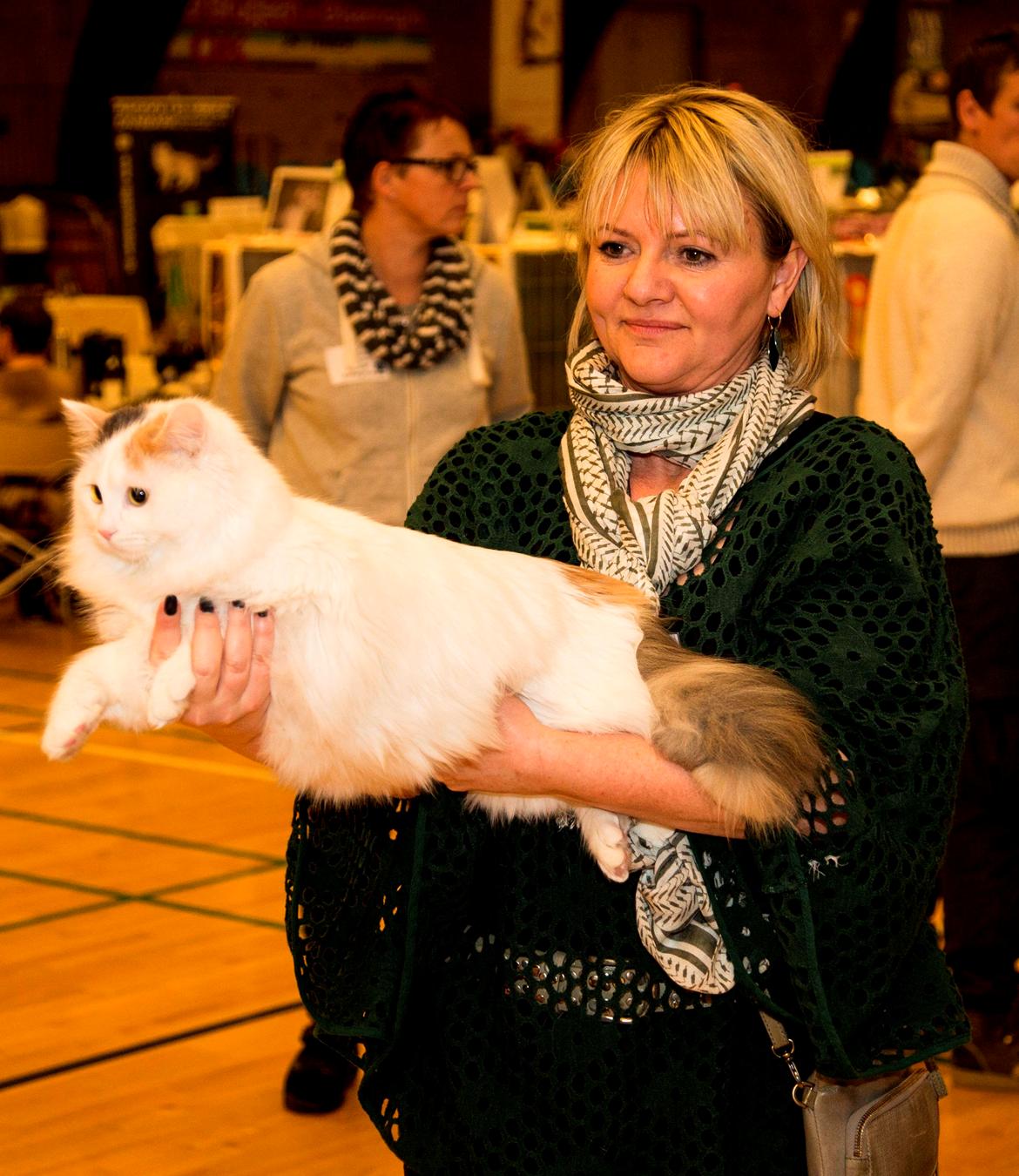 Tyrkisk Van DK CatZahle'z Molly Shamrock billede 26