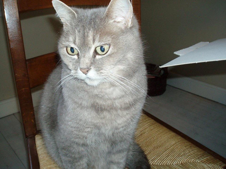 Blanding af racer Sille billede 1