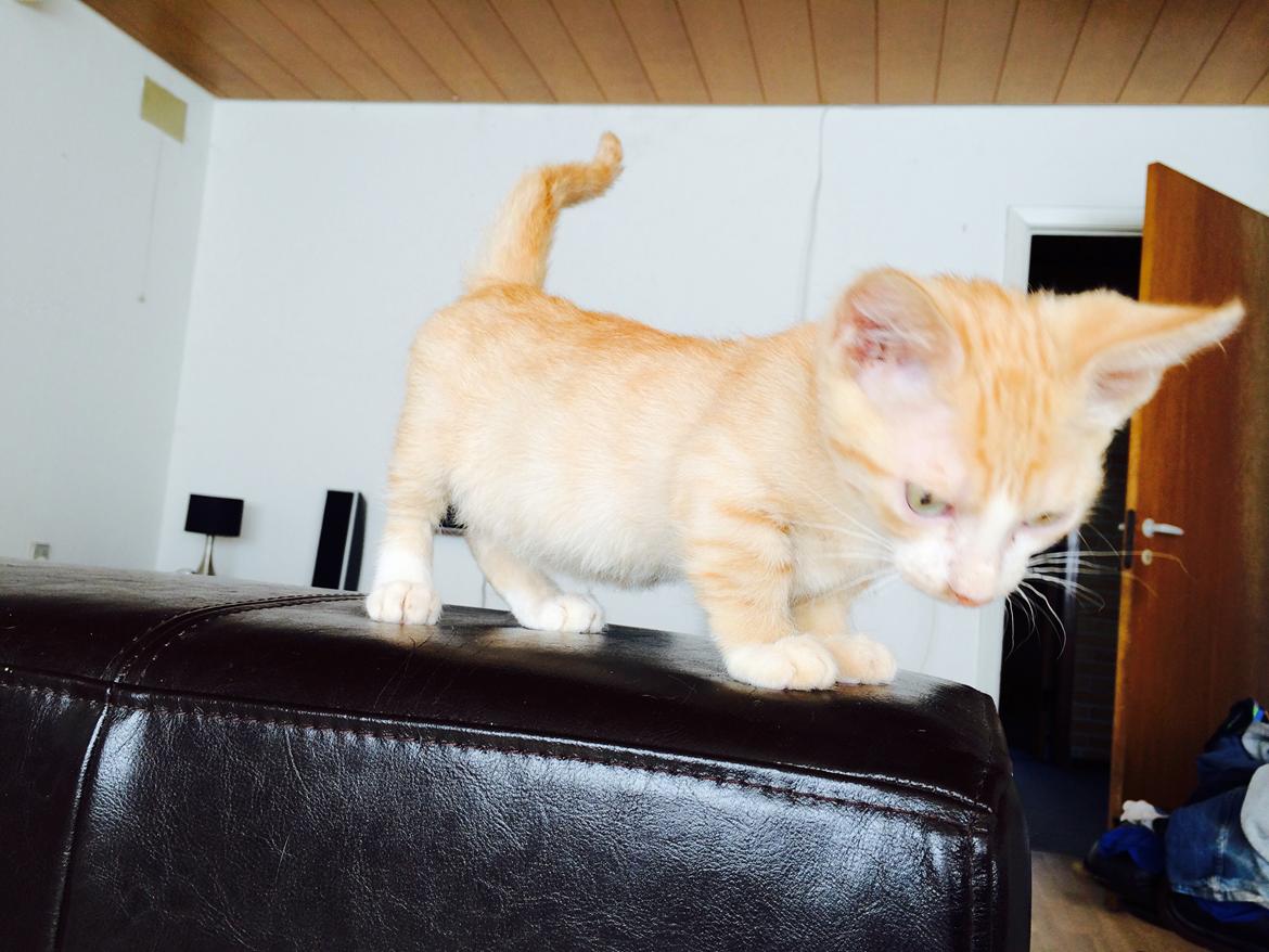Munchkin Gogge billede 2