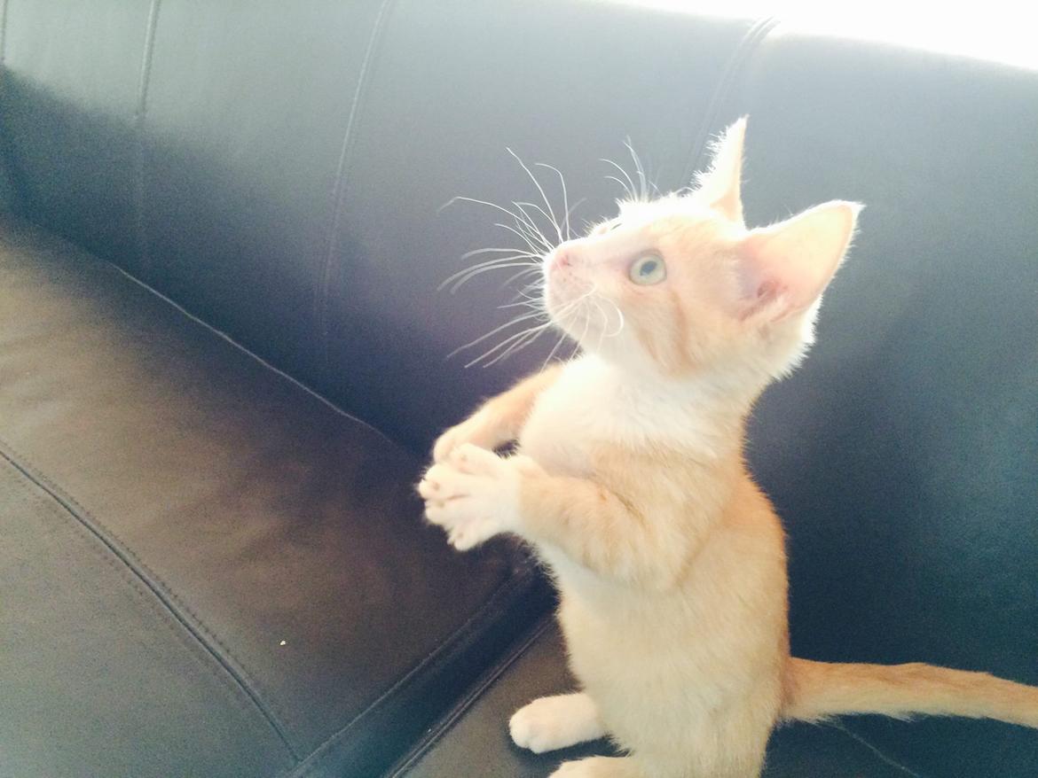Munchkin Gogge billede 4