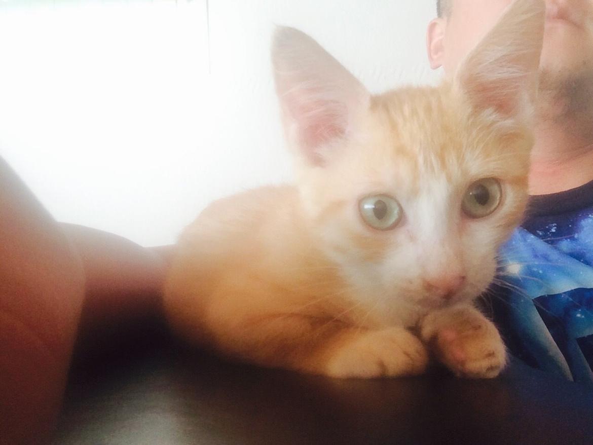 Munchkin Gogge billede 3