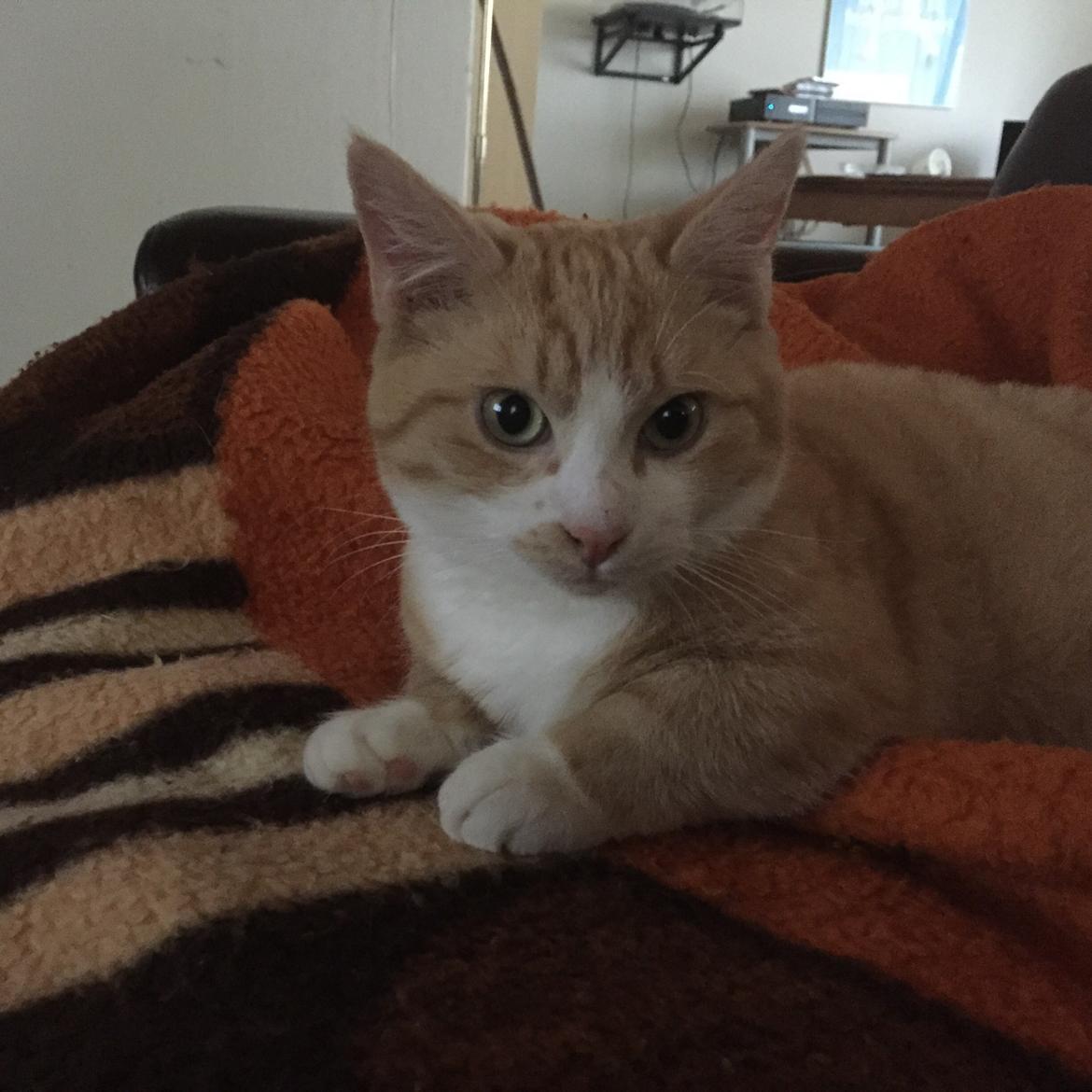 Munchkin Gogge billede 9