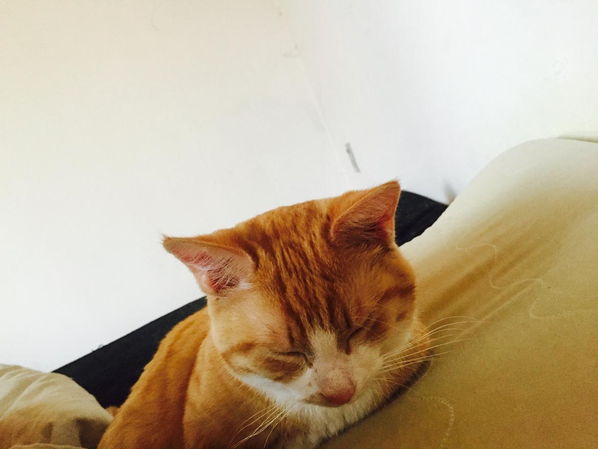 Munchkin Gogge billede 16