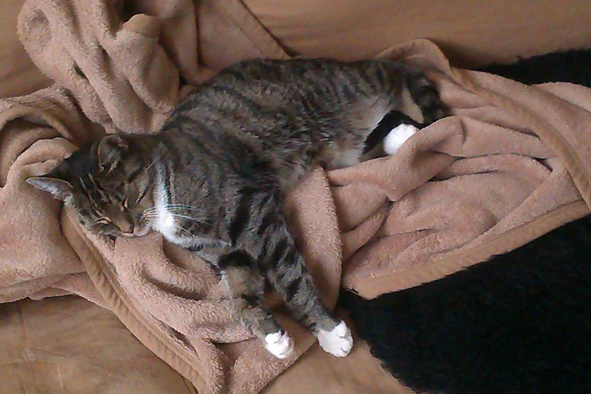 Huskat Nessa billede 1