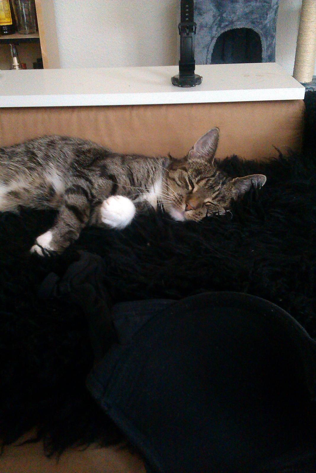 Huskat Nessa billede 2