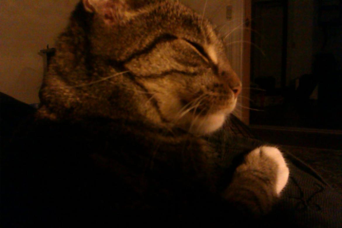 Huskat Nessa billede 3