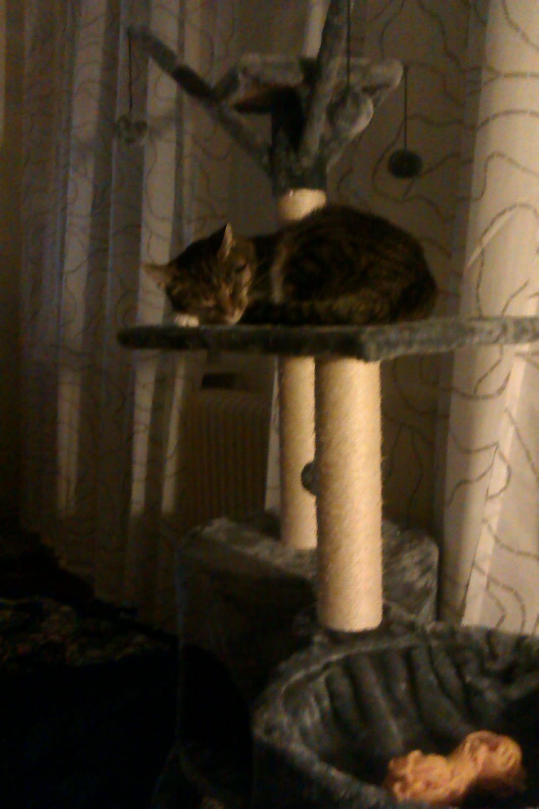 Huskat Nessa billede 5