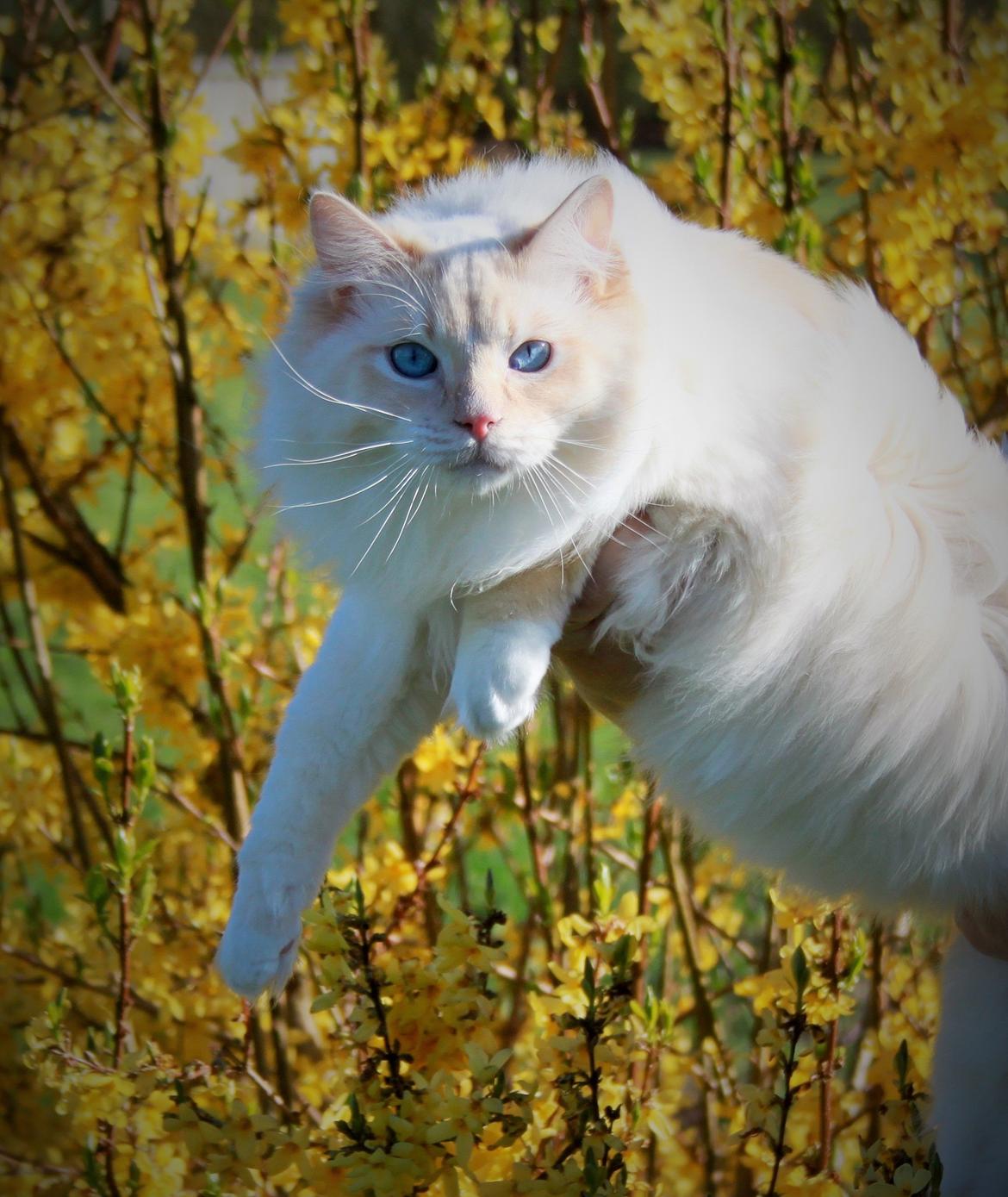 Ragdoll DK Maine Malawi’s Endless Love. (Føniks) - 1 år. billede 13