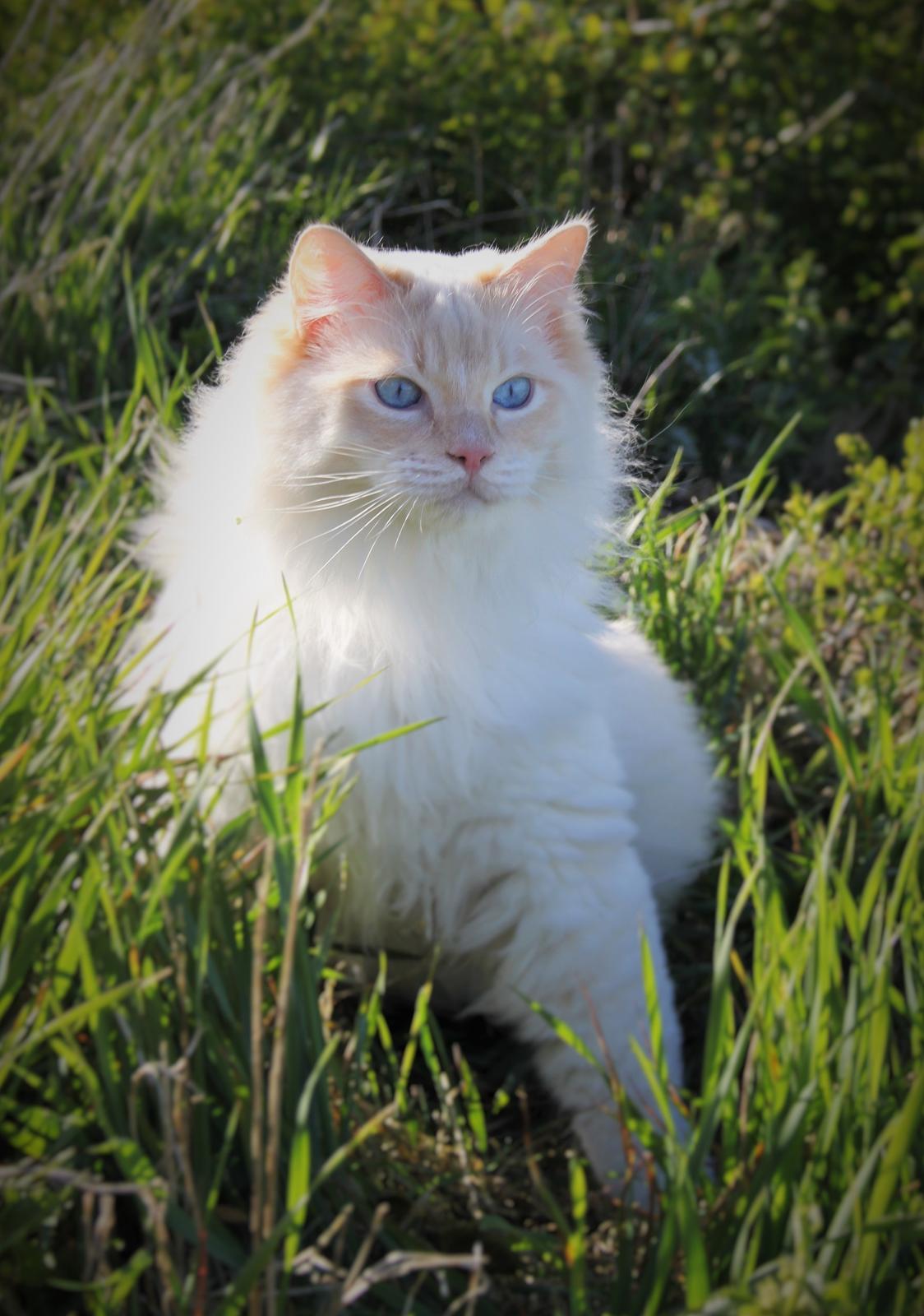 Ragdoll DK Maine Malawi’s Endless Love. (Føniks) - 1 år. billede 2