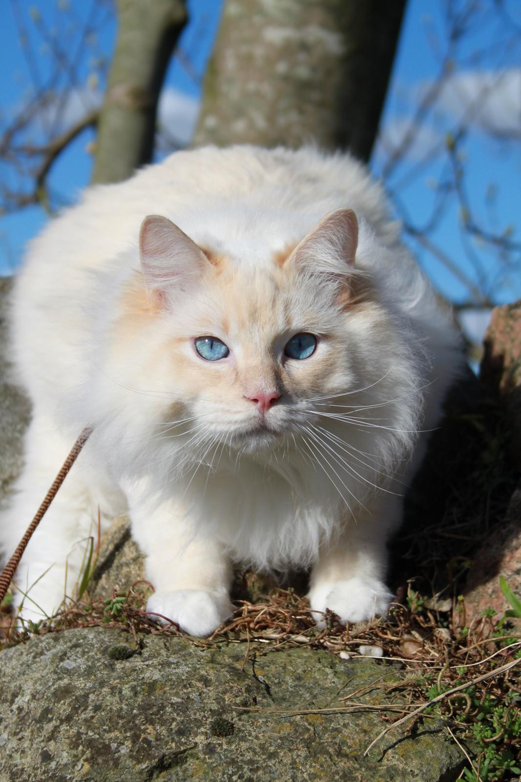 Ragdoll DK Maine Malawi’s Endless Love. (Føniks) - 1 år. billede 25