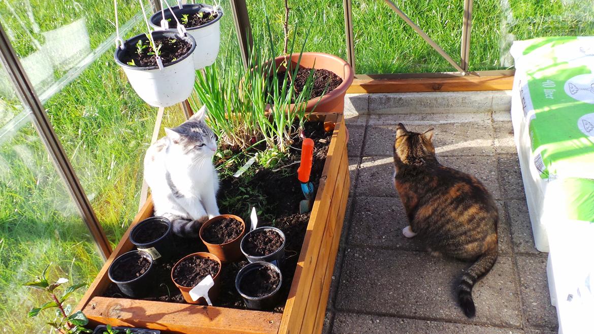 Blanding af racer Felix billede 41