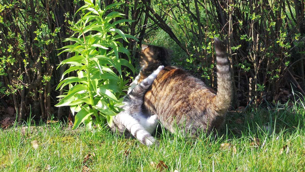 Blanding af racer Felix billede 42