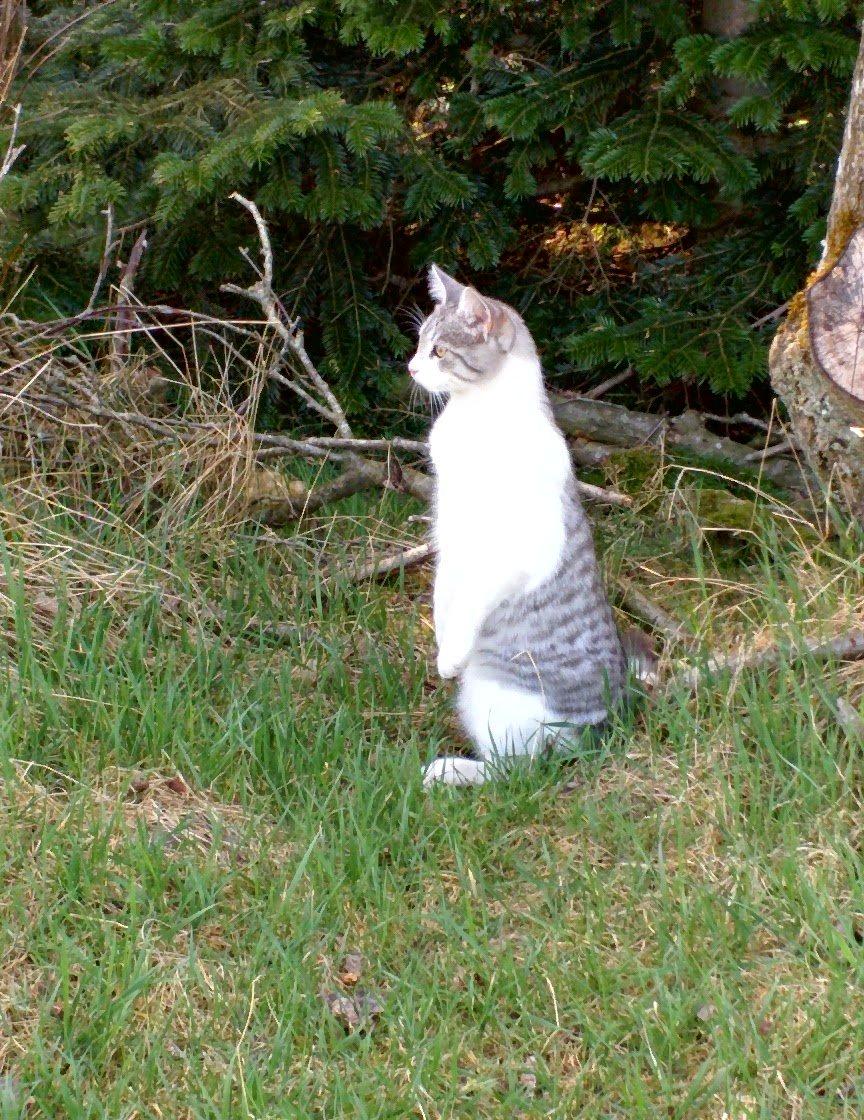 Blanding af racer Felix billede 43