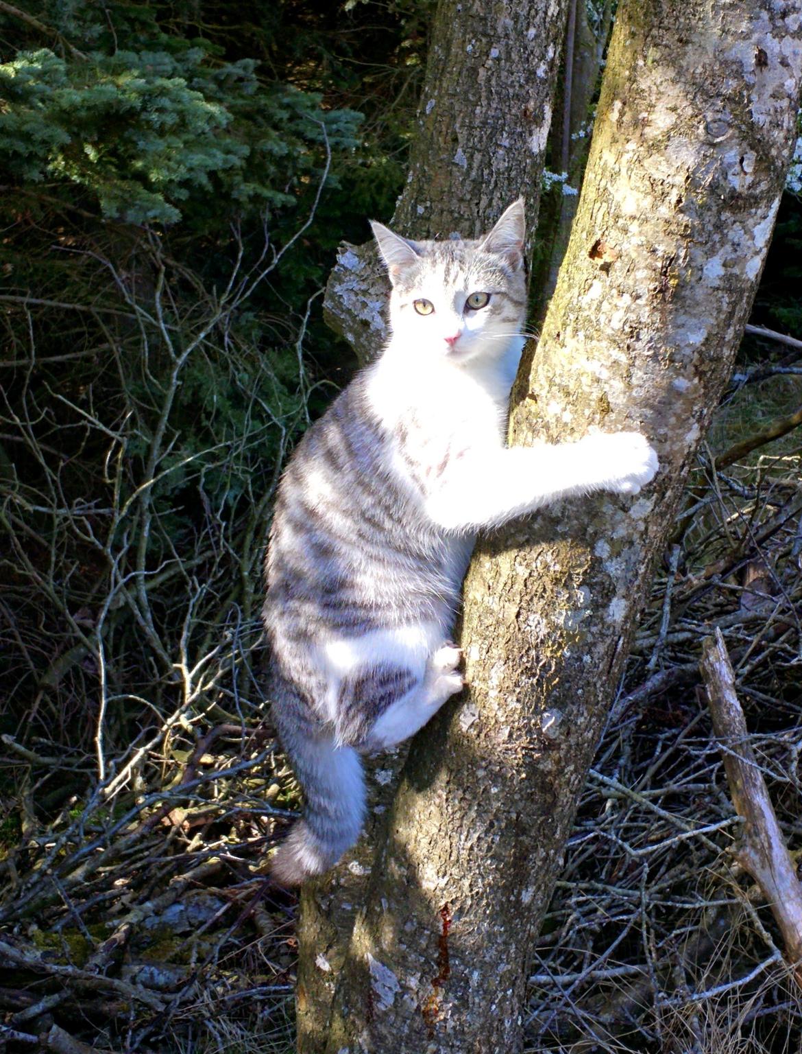 Blanding af racer Felix billede 46