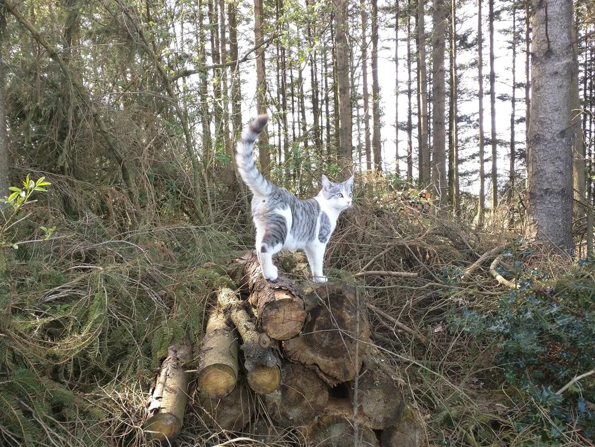 Blanding af racer Felix billede 47