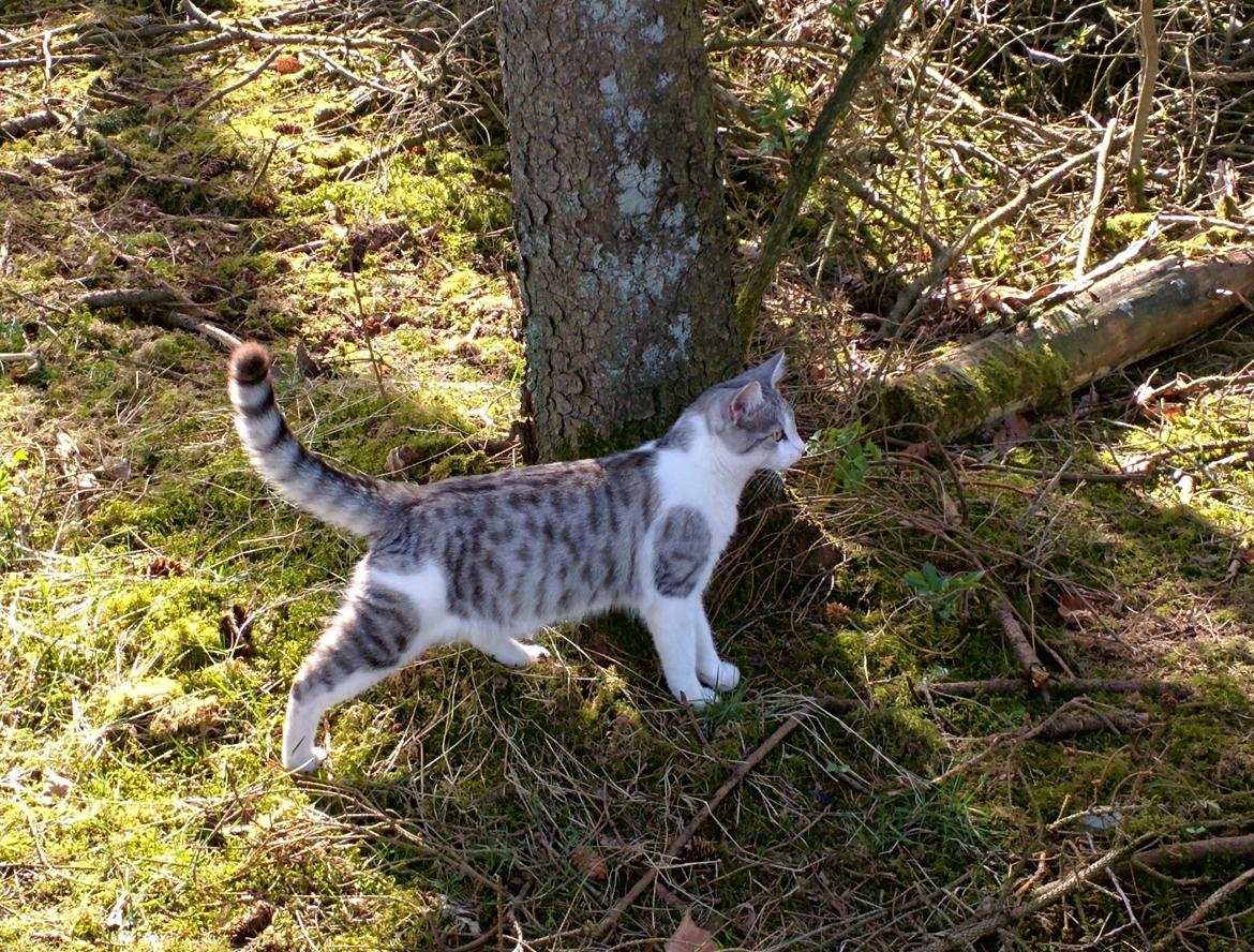 Blanding af racer Felix billede 48