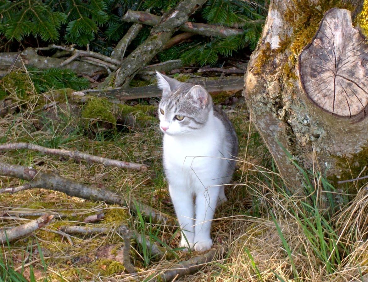 Blanding af racer Felix billede 45