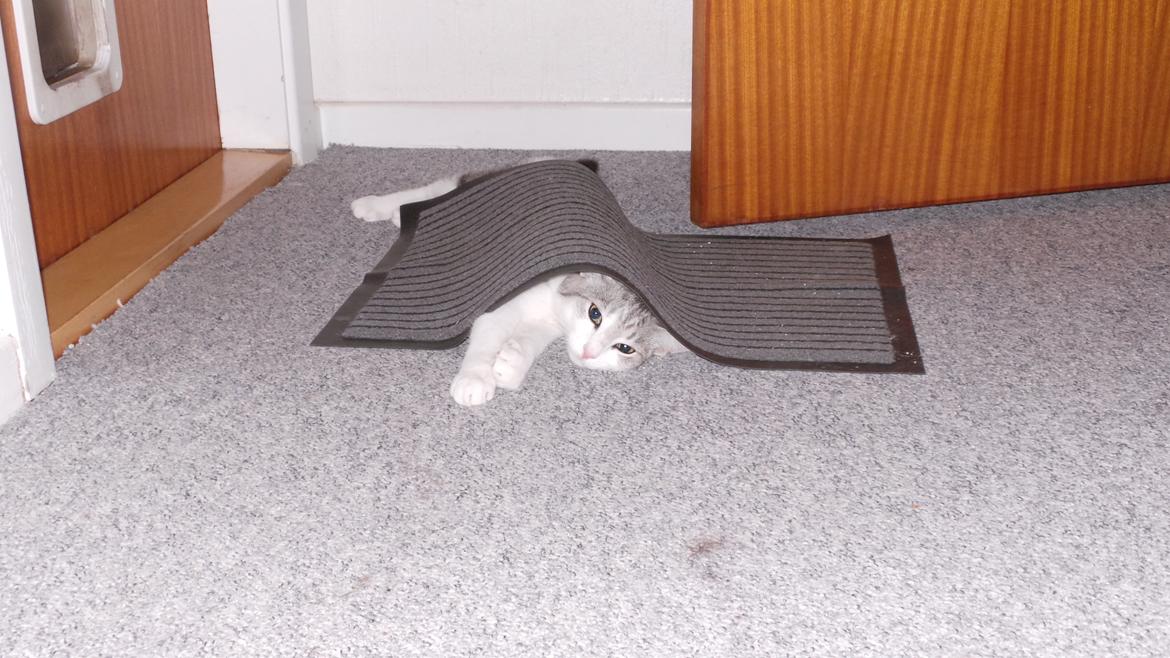 Blanding af racer Felix billede 49