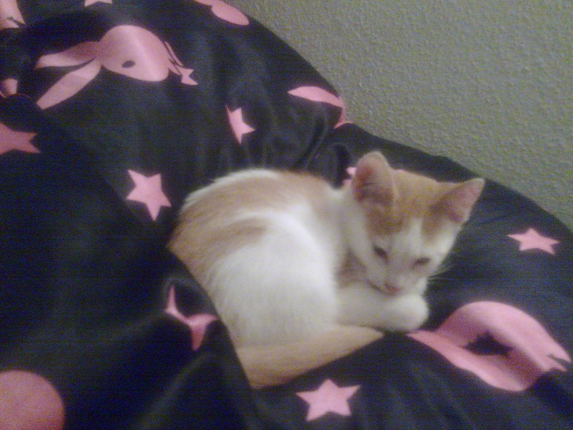 Huskat Bailey billede 1