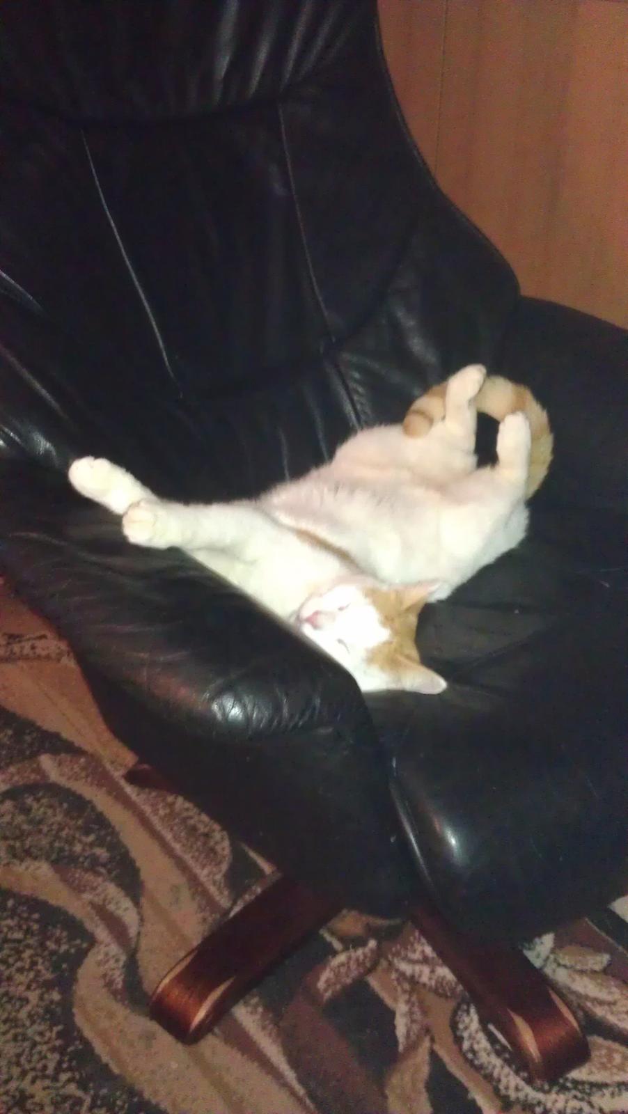 Huskat Bailey billede 2