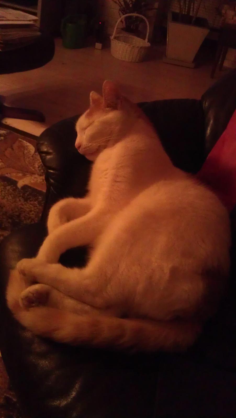 Huskat Bailey billede 4