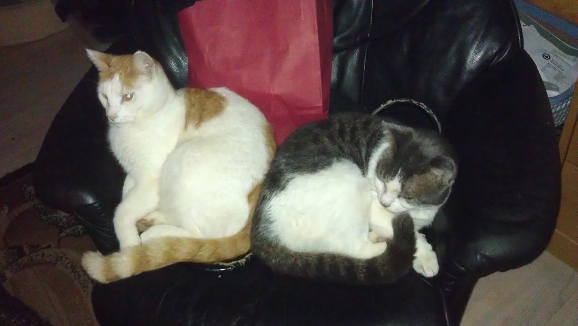 Huskat Bailey billede 5