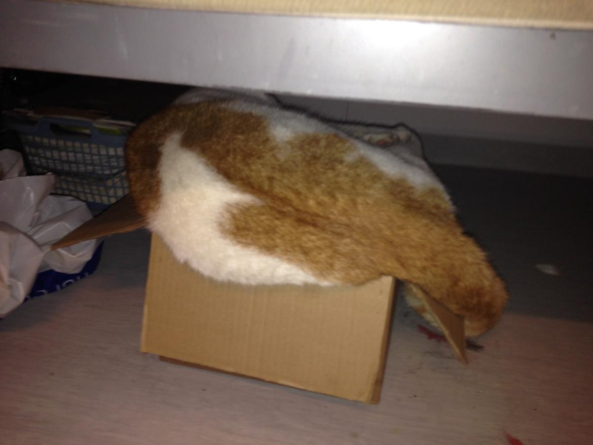 Huskat Bailey billede 6