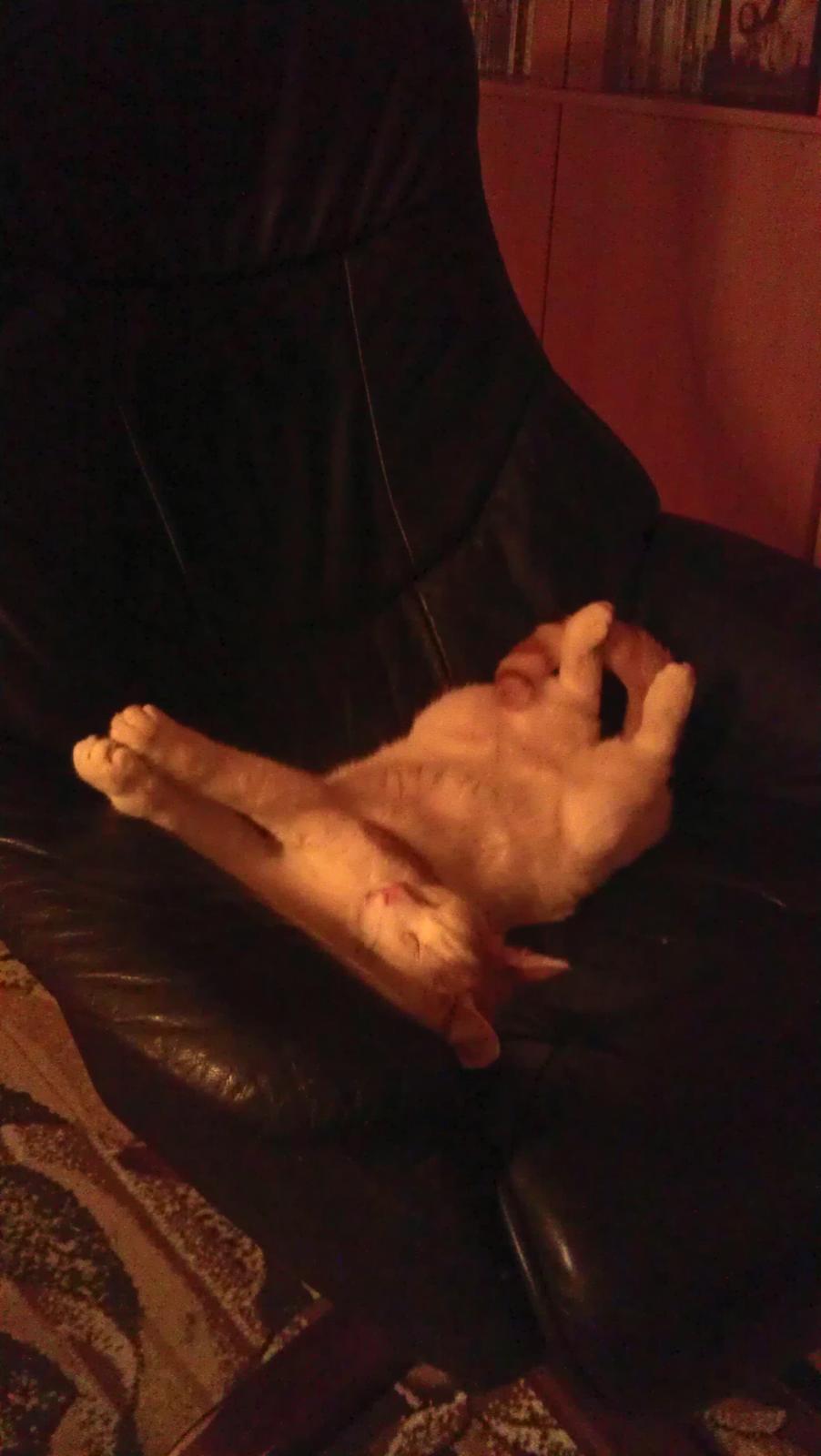 Huskat Bailey billede 3