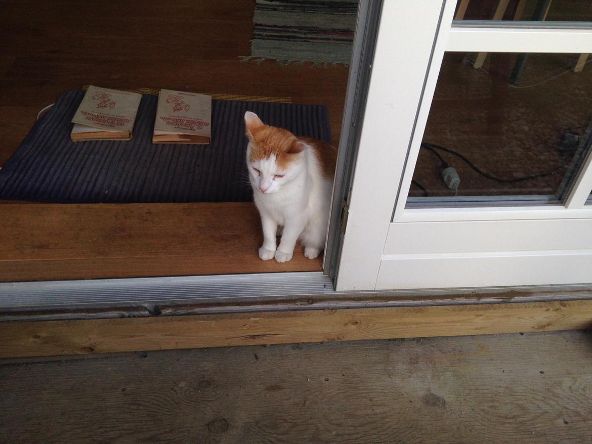 Huskat Bailey billede 8