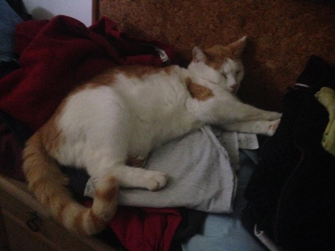 Huskat Bailey billede 9