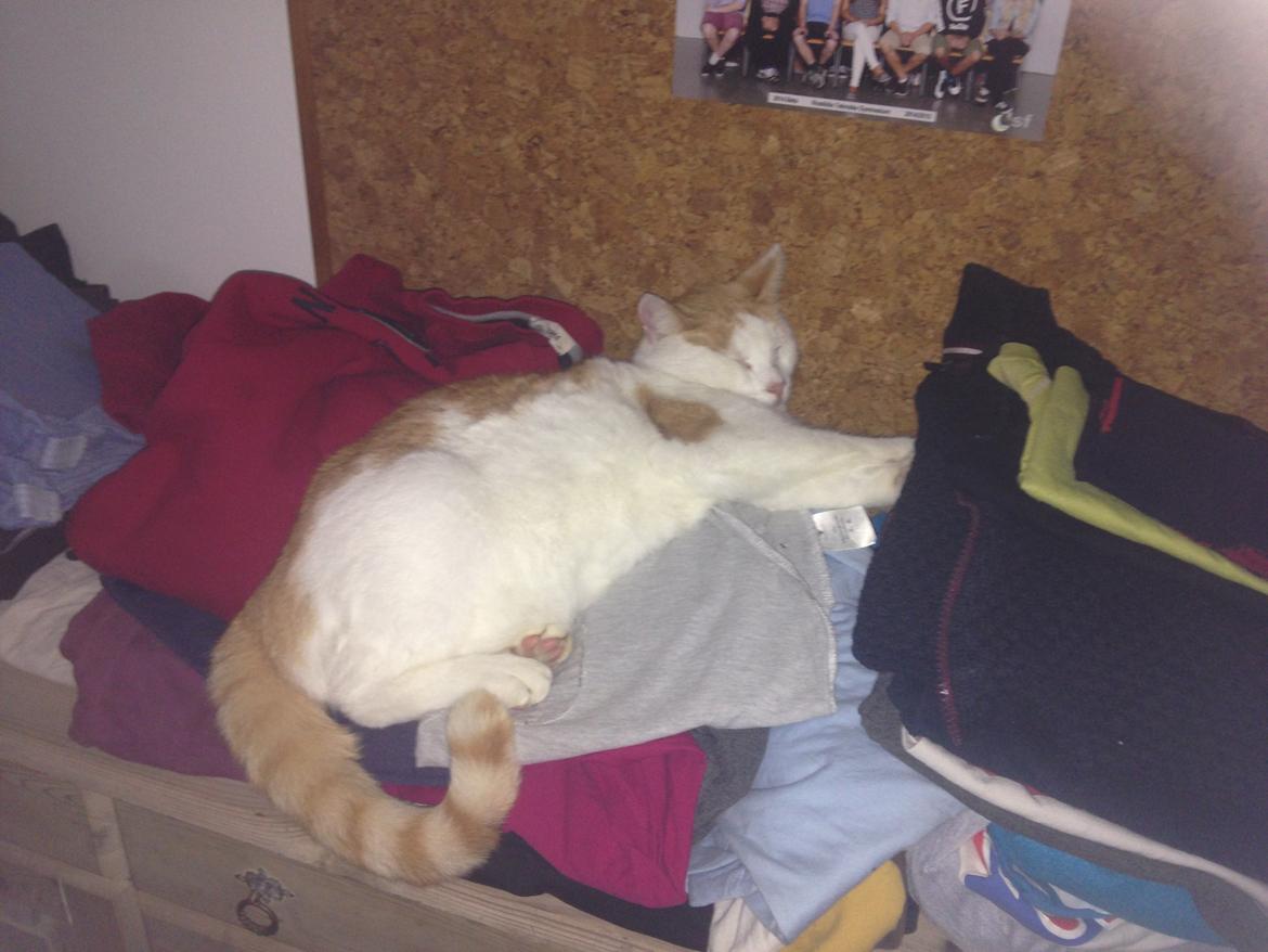 Huskat Bailey billede 10