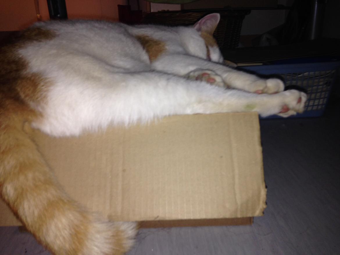 Huskat Bailey billede 7