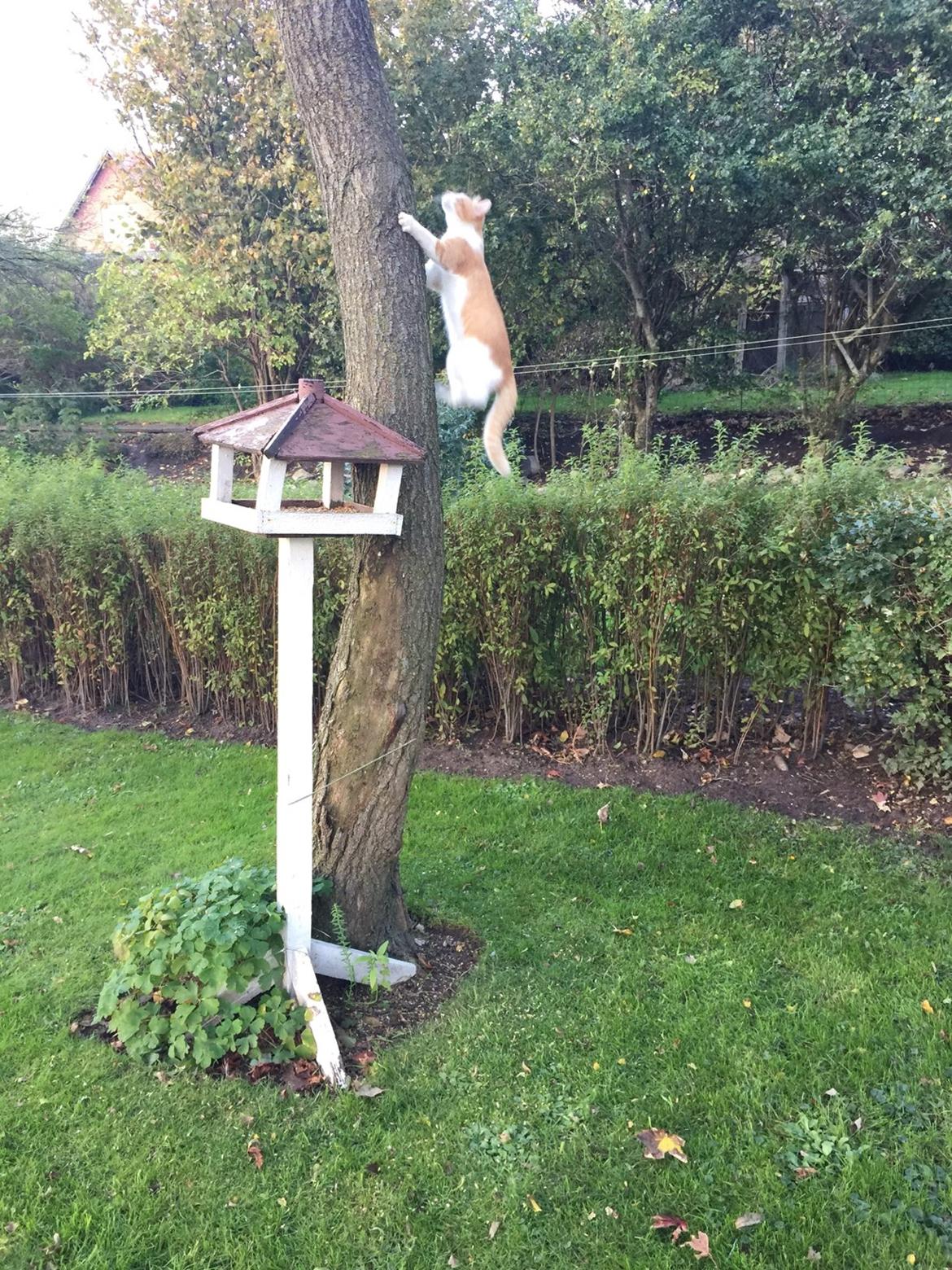 Huskat Marco billede 9