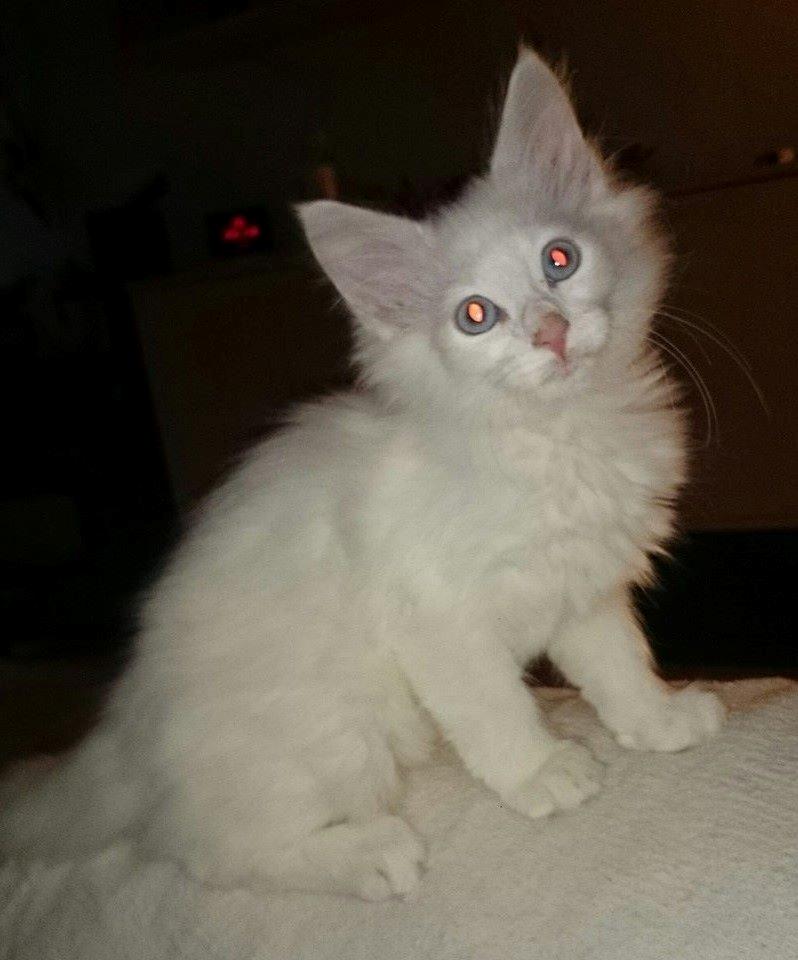 Norsk Skovkat Dk northtown cats Elvira billede 1