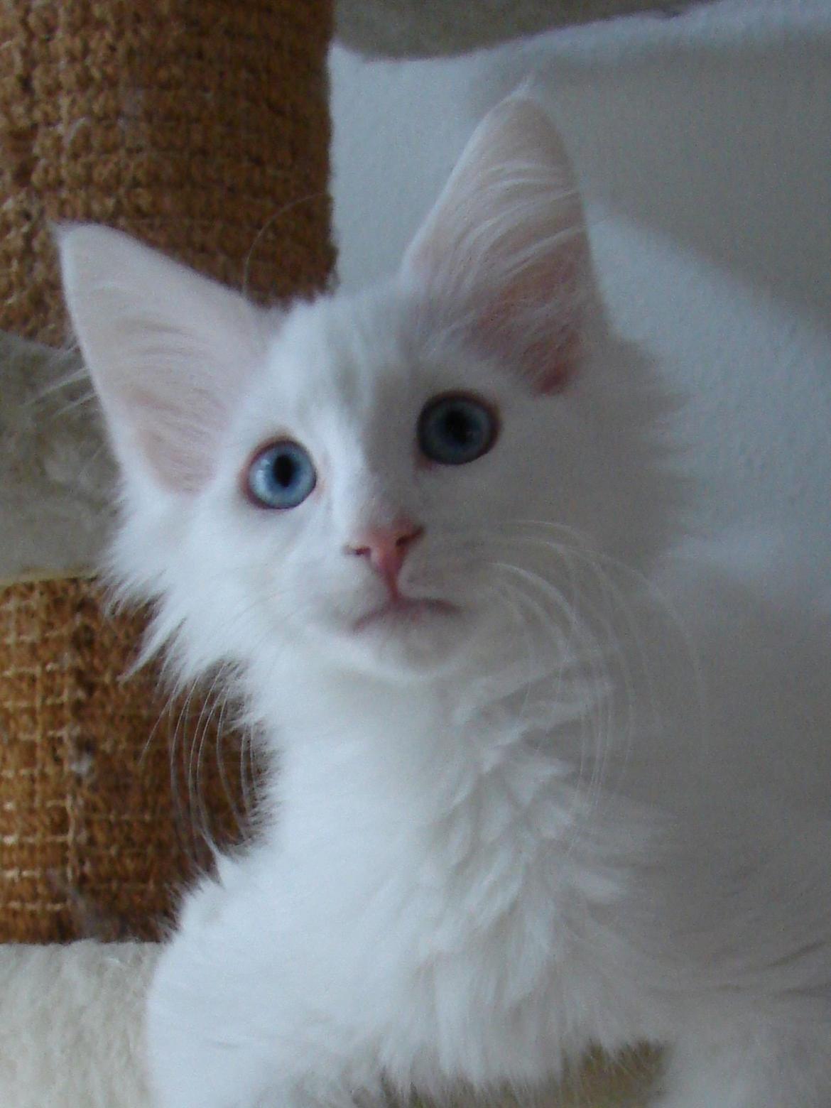 Norsk Skovkat Dk northtown cats Elvira billede 2