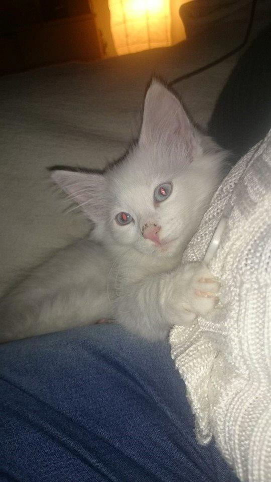 Norsk Skovkat Dk northtown cats Elvira billede 4