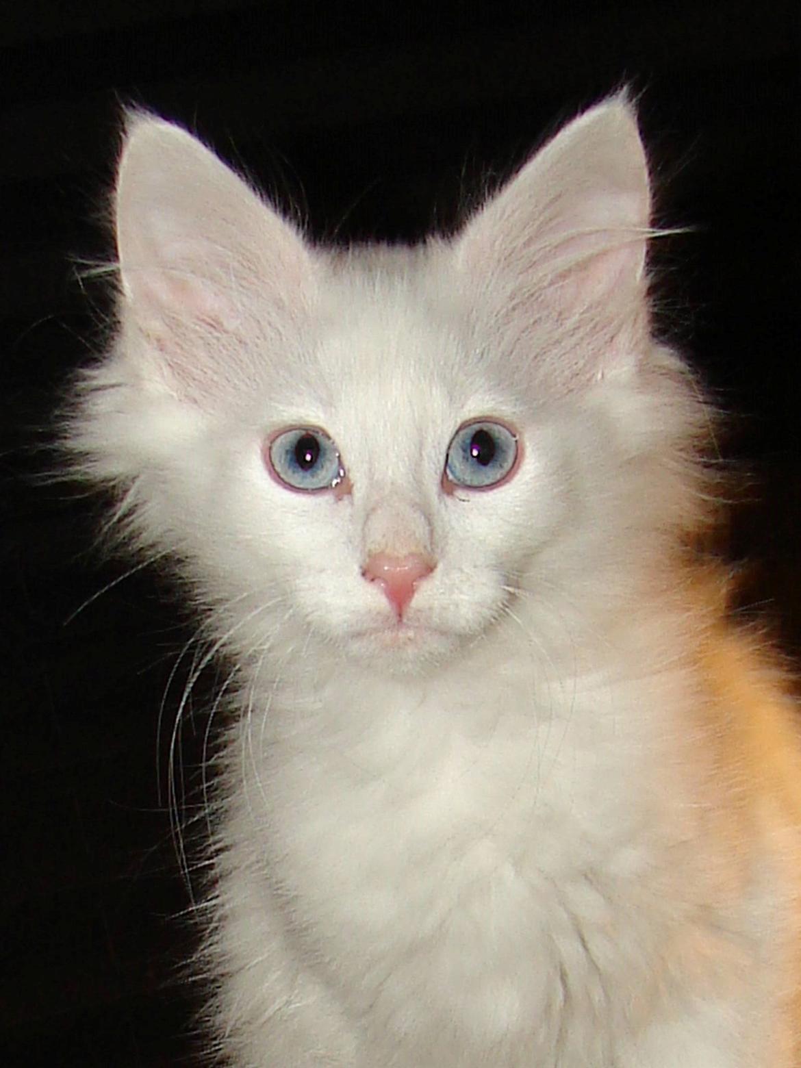 Norsk Skovkat Dk northtown cats Elvira billede 5