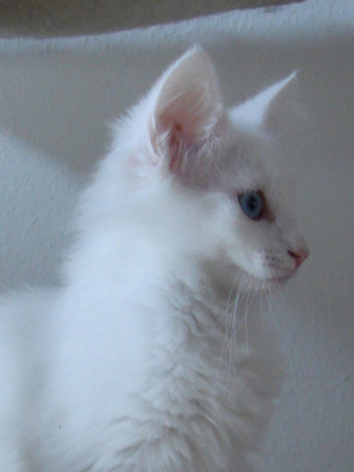 Norsk Skovkat Dk northtown cats Elvira billede 3