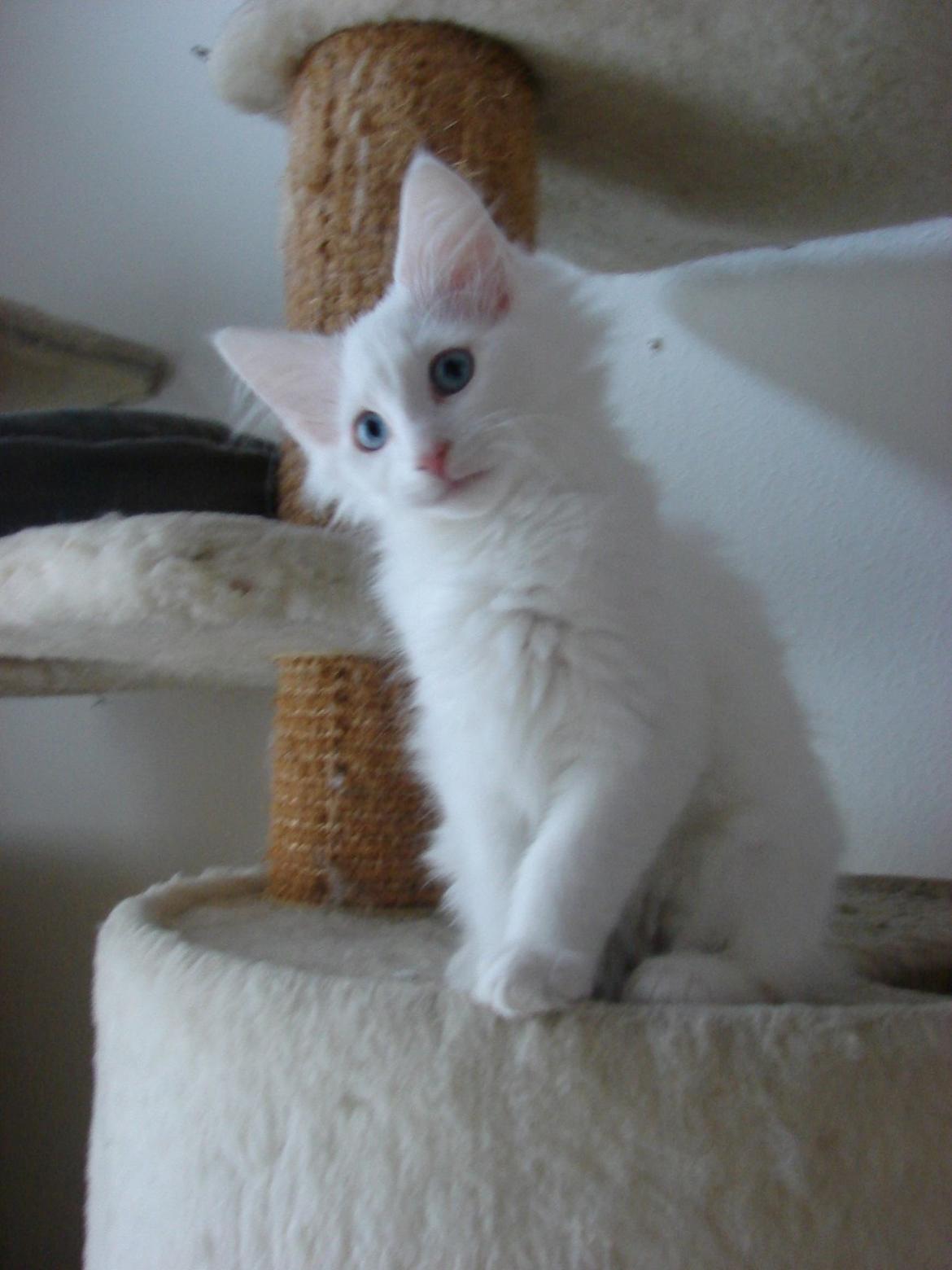 Norsk Skovkat Dk northtown cats Elvira billede 6